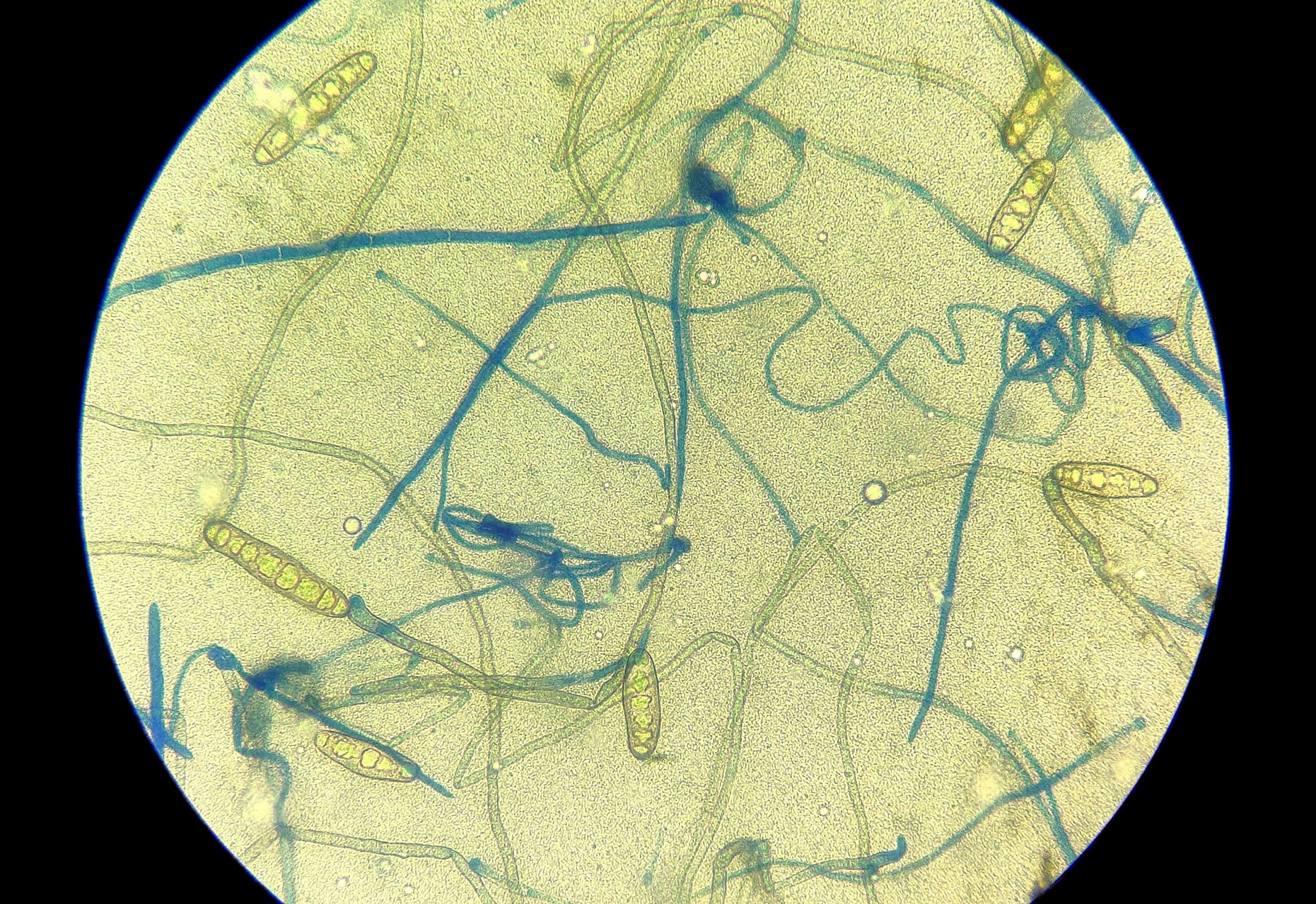 Microsporum spp.
