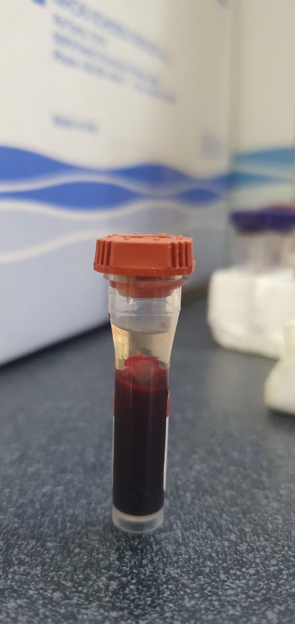 Leucemia y Sida Felino