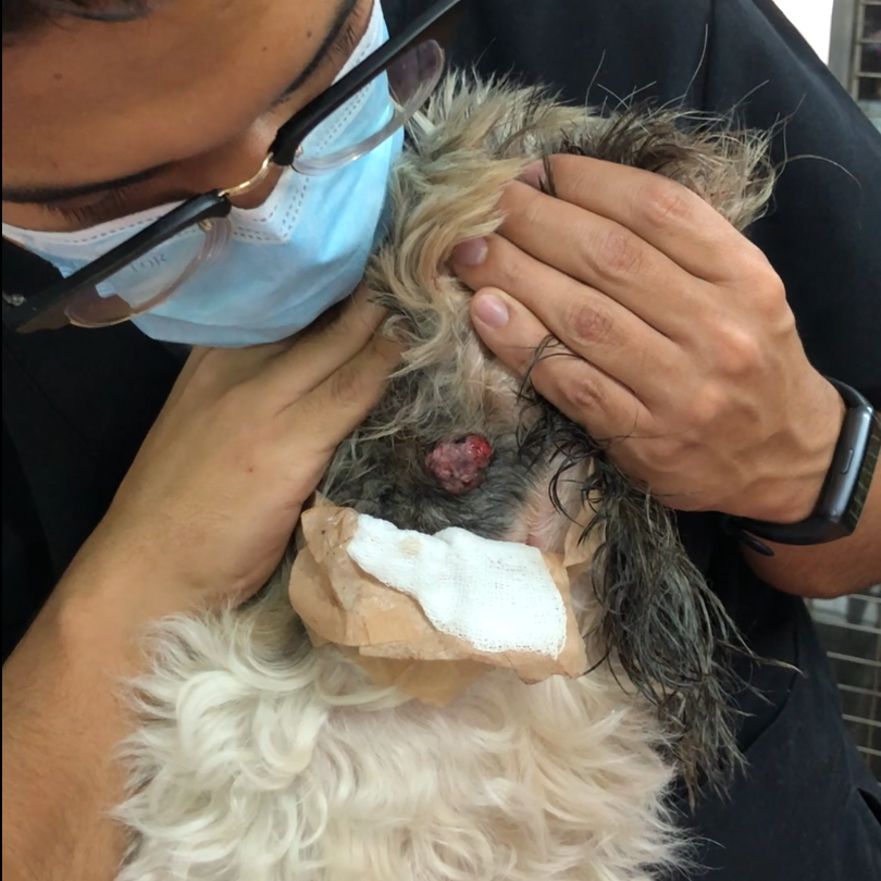 Toma de muestra citológica por PAF