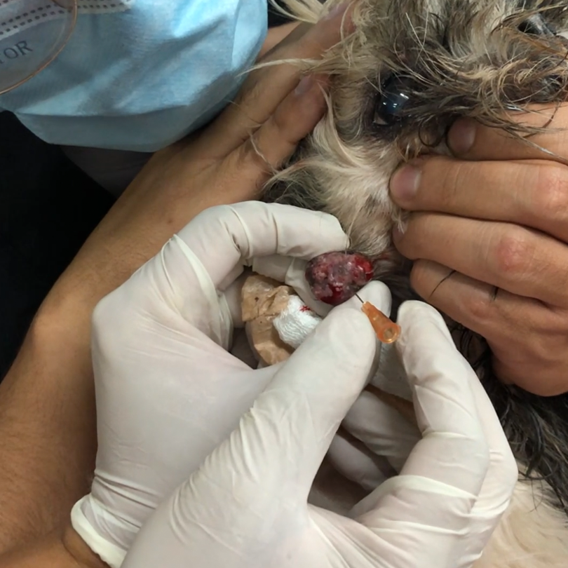 Toma de muestra citológica por PAF