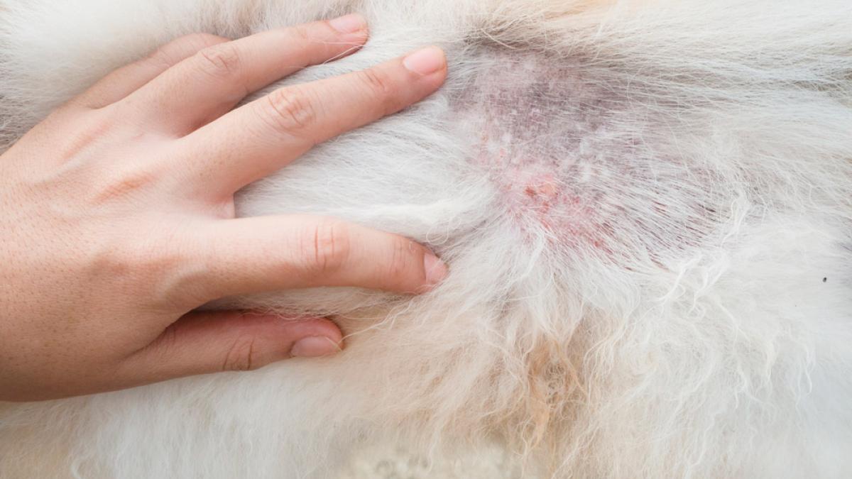 Dermatitis causada por bacterias multiresistentes