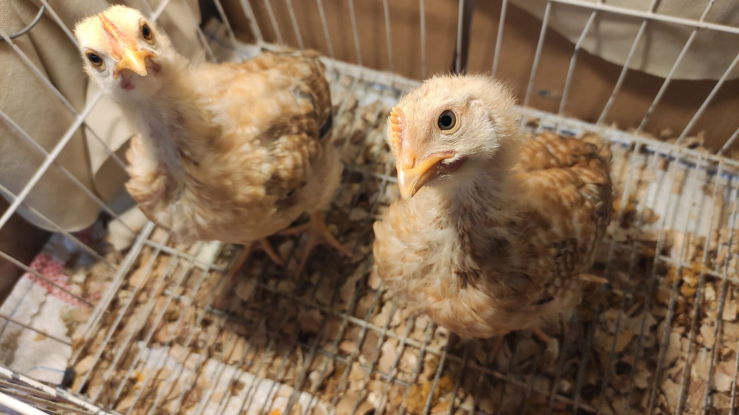 Coccidiosis en Animales de Corral